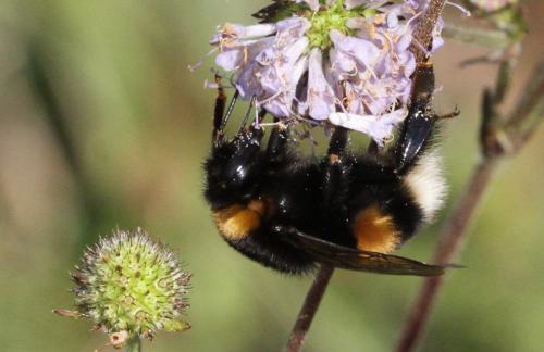 Bombus sp.